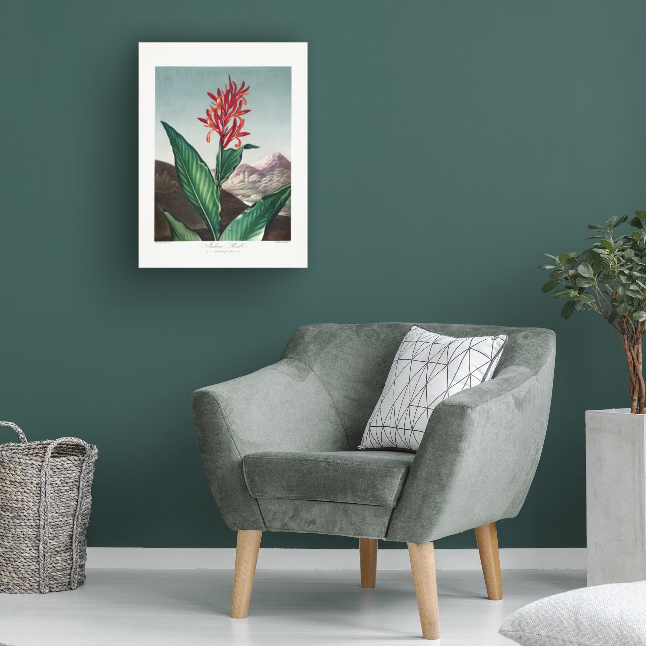 Trademark Fine Art Pictufy  Indian Reed from The Temple of Flora 1807 Canvas Wall Art