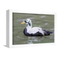 thumbnail image 1 of Common Eider, Framed Art Print Wall Art by abzerit Sold by Art.Com, 1 of 5
