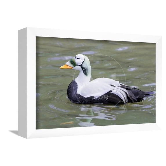 Common Eider, Framed Art Print Wall Art by abzerit Sold by Art.Com
