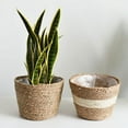thumbnail image 4 of Arborister Indoor Woven Seagrass Plant Basket with Plastic Liners, 4 of 11