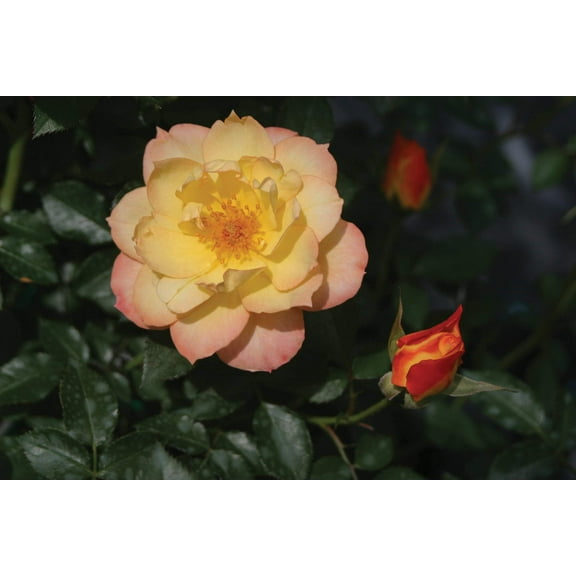 Oso Easy Italian Ice® Rose