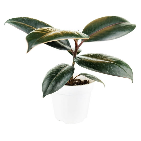 Burgundy Rubber Plant - 4 inch   Plastic Pot