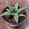 thumbnail image 5 of MicroStarts Live King Ferdinand Agave Succulent Plant in 4 inch pot, 5 of 7
