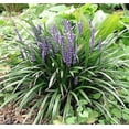thumbnail image 3 of 5 LILYTURF Liriope Muscari aka Big Blue Lily Turf / Monkey Grass Flower Seeds, 3 of 10