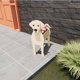 thumbnail image 1 of Maceta de madera decorativa con diseño de perro Labrador, ideal para interiores y exteriores, perfecta para amantes de los animales., 1 of 5