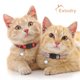 thumbnail image 2 of Collares para gatos Extodry Classic a cuadros con cascabeles de 15 a 23 cm de ajuste., 2 of 8