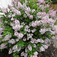 thumbnail image 2 of Pink Purple Lilac Bushes Live Plant Ready to Grow 6-12 Inches, 2 of 6