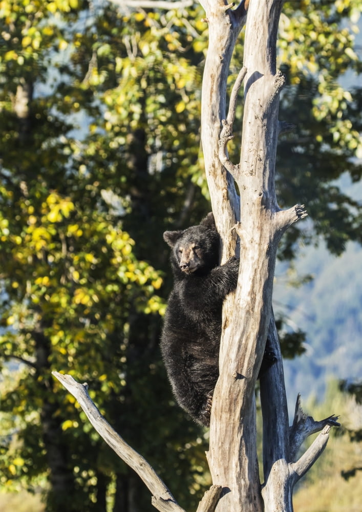 Black bear cub climbing a tree Alaska Wildlife Conservation Center
