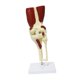 thumbnail image 4 of Modelo de articulación científica médica de tamaño real, herramienta de enseñanza de anatomía ligera, base educativa resistente con ligamentos y músculos Rodilla, 4 of 8