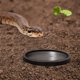 thumbnail image 2 of POPETPOP - 2 cuencos de comida para reptiles y mascotas, bebederos para reptiles, comederos para reptiles, suministros de alimentación para mascotas, 2 of 7