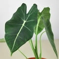 thumbnail image 2 of Alocasia Micholitziana Frydek Live Plant for Indoor | Different Houseplants in 4'' & 6'' Pot | Real House Plant for Living Room, Office, Desk & Bathroom | Green Velvet, 2 of 6