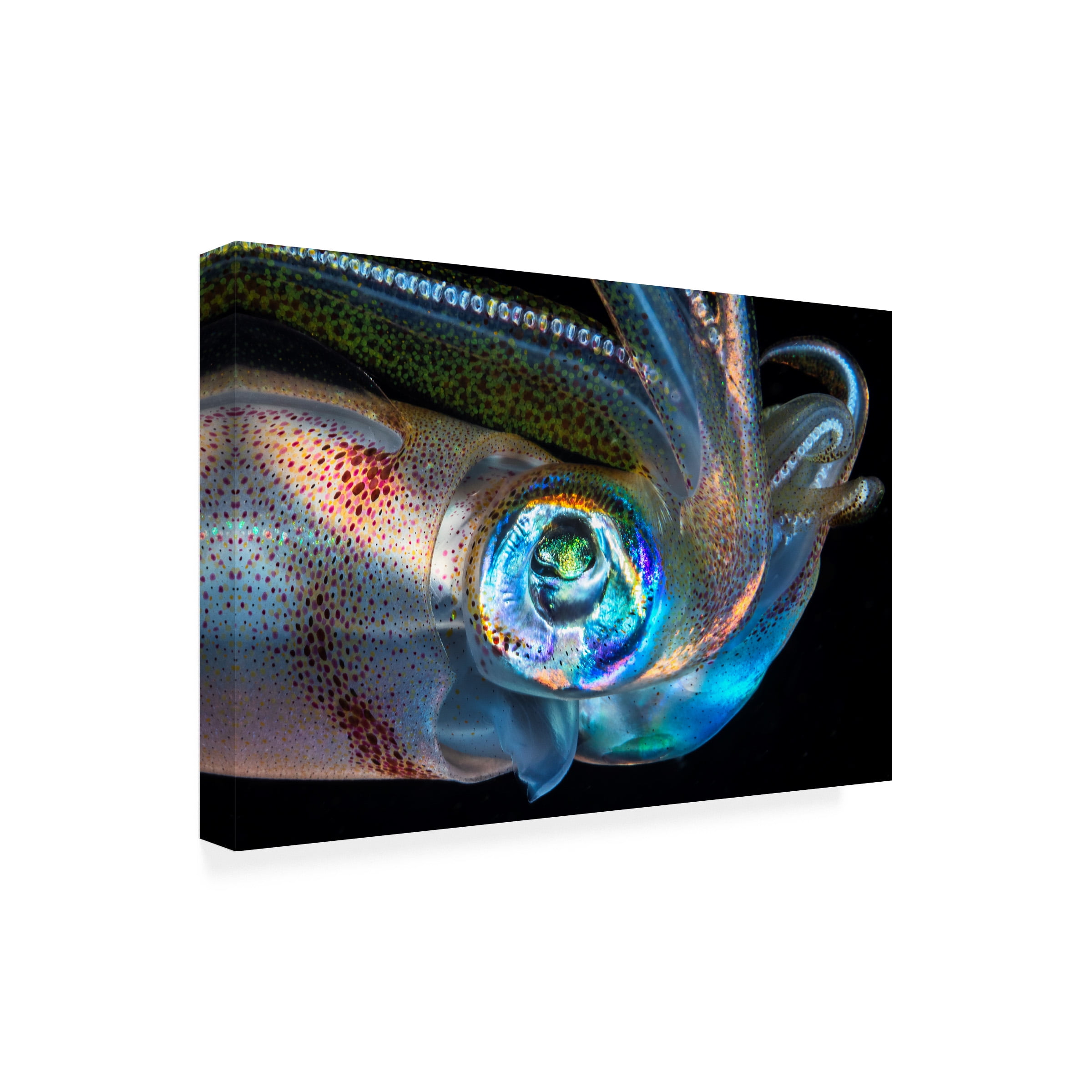 Barathieu Gabriel 'Eye Of Squid' Canvas Art
