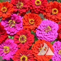 Zinnia Elegans Merlot Flower Seed Mix - 2000 Seeds