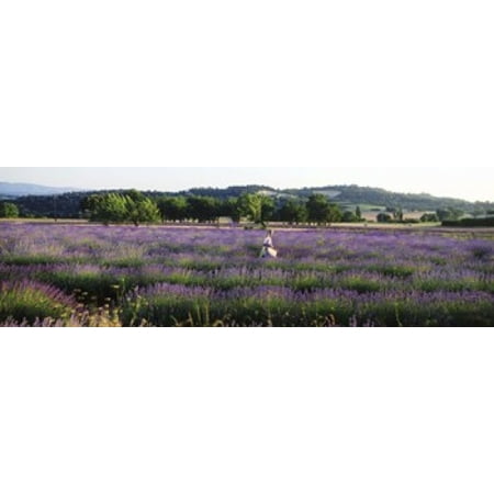Woman walking with basket through a field of lavender in Provence France Poster