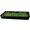 thumbnail image 6 of Curled Cress Seeds - 1 g Packet ~800 Seeds - Non-GMO, Heirloom, Sprouting Seeds for Growing Microgreens, Gardening Baby Salad Greens, 6 of 6