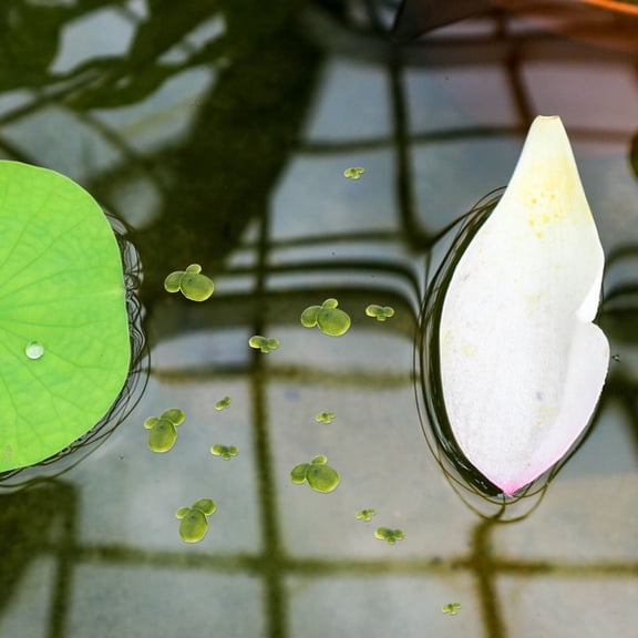 HOOWIFFY 18Pcs Artificial Duckweed Aquarium Plants, PVC Floating Simulation for Aquatic Decoration