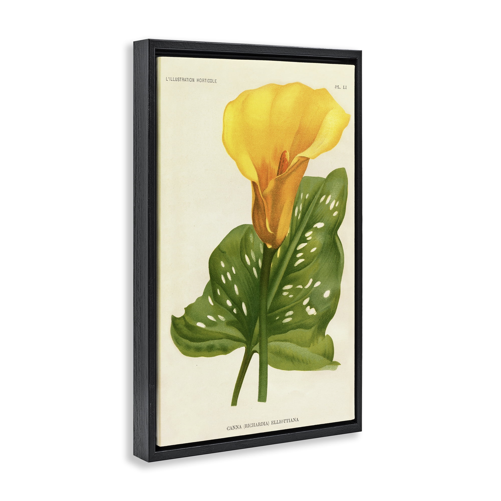 Stupell Industries Yellow Canna Lily Black Framed Floater Canvas Wall Art, design by Print Collection