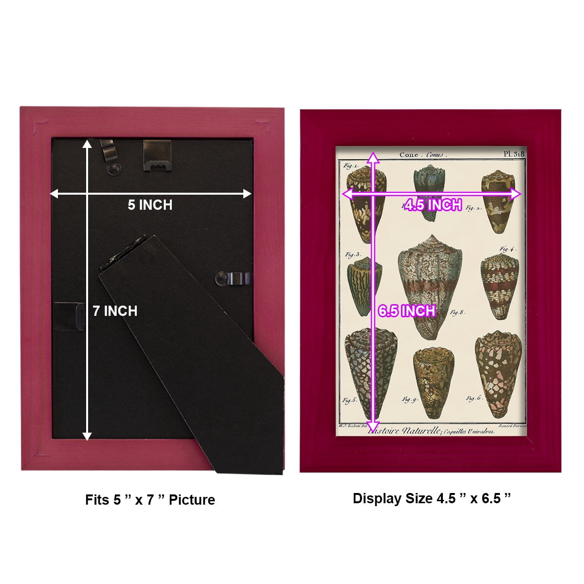 Cone Shell pl. 318 -Framed Print w/glass-Cherry Red