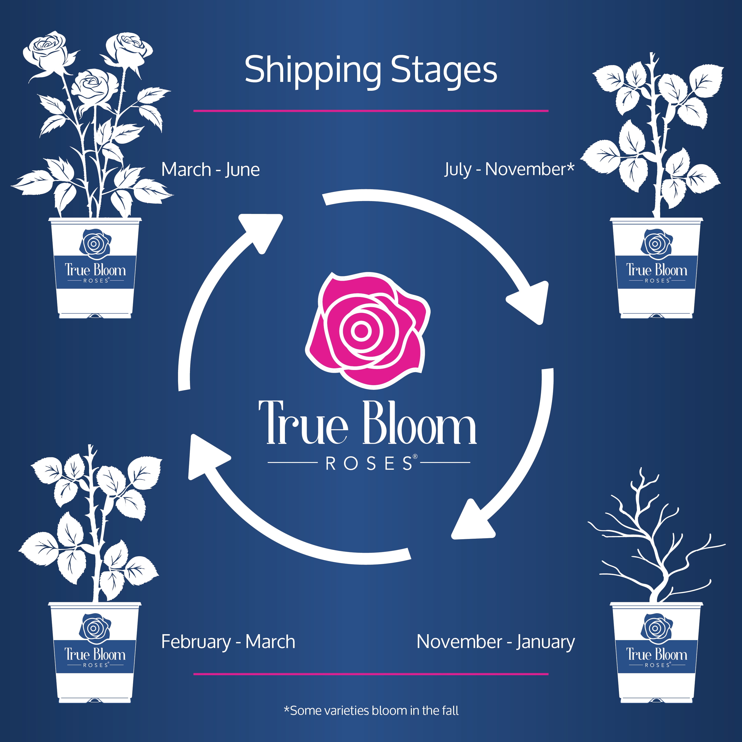True Bloom by Altman Plants 'True Love' PP28929 Red Rose Bush, 6qt. Pot, Live Garden Roses, Full Sun