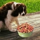 thumbnail image 3 of Comedero de acero inoxidable para perros, antideslizante, para perros medianos y grandes (paquete de 2), 3 of 5