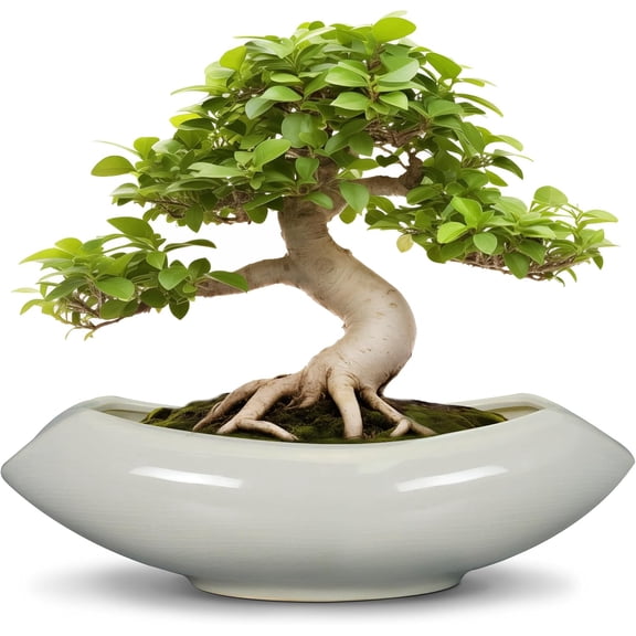 Bonsai Pots 18 I h - Ceramic Succulent Pots with Drainage Hole Decorative Plant Pot Indoor Large Outdoor Planter Modern Flower Pot for Home Garden Room Decor Gray