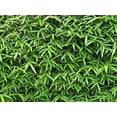 thumbnail image 5 of Green Hedge Bamboo  2 Live Plants  Non-Invasive Clumping Bamboo  Screening Privacy Hedge Bambusa Multiplex, 5 of 7