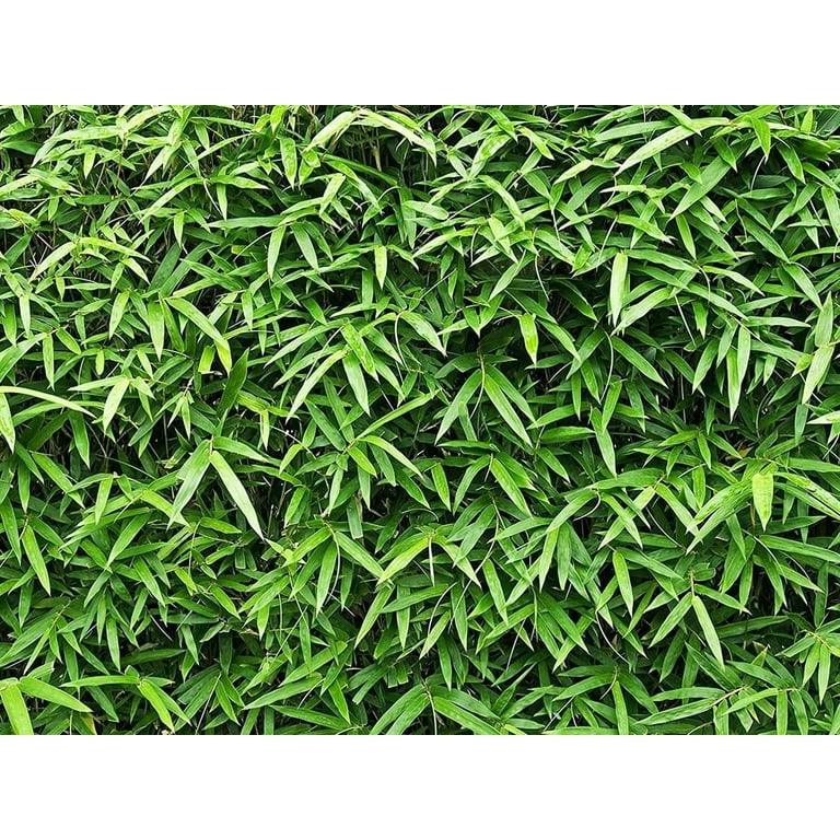 Green Hedge Bamboo 2 Live Plants Non-Invasive Clumping Bamboo