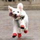 thumbnail image 4 of Protección de Patas para Interiores Y Exteriores Botines para Mascotas Botas Mullidas Cálidas Y Cómodas para Perros XL rojo Yinane Pet Dog Puppy Shoes, 4 of 8