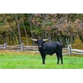 thumbnail image 2 of Murdock, Ramona 18x13 White Modern Wood Framed Museum Art Print Titled - Black Steer, 2 of 4