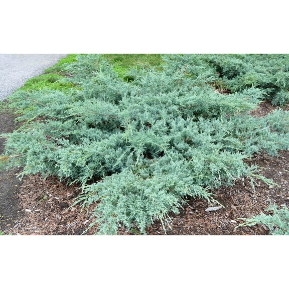 Grey Owl Eastern Redcedar–Compact Evergreen–Drought Tolerant Shrub  2 Gallon