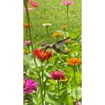 thumbnail image 3 of TomorrowSeeds - Pumila Mix "Pom Pom" Zinnia Seeds - 600+ Count - For 2025 Planting Long-Lasting, 3 of 5