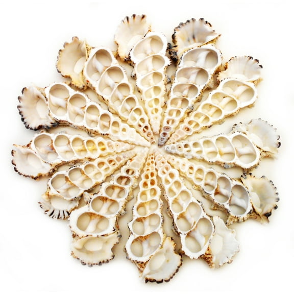 24 Large Center Cut Knobby Cerithium Shells Craft 3"-3 1/2" Beach Nautical Seashell for Ornament Making