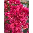 thumbnail image 3 of Pink Live Plant Bougainvillea Vine 6" Pot Trellis Fast Growing Full Sun NO CA, 3 of 5