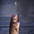 thumbnail image 2 of 5 uds 6cm 6,7g Wobbler señuelos de pesca Crankbait Bass aparejos de pesca (008-3) Likrtyny  Para estrenar, 2 of 6