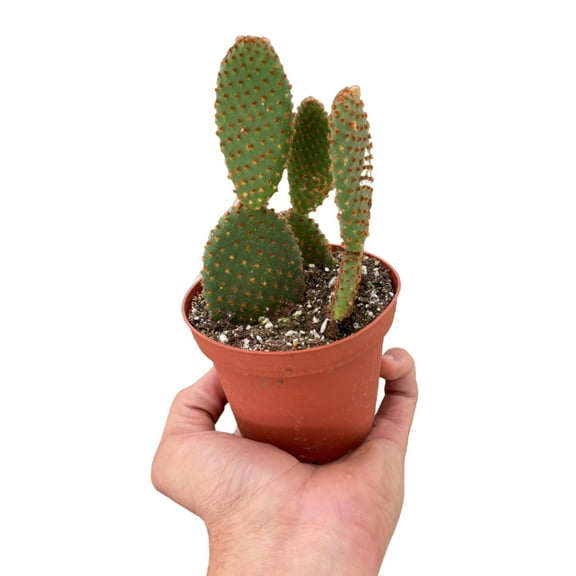 Opuntia 'Microdasys' (Bunny Ear Cactus), 4" Pot, Indoor Houseplant, Easy Care, Live Plant for Indoor & Outdoor