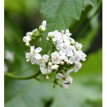 200 WHITE GLADE MALLOW Napaea Dioica Flower Seeds