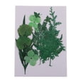 thumbnail image 3 of 1 paquete de adornos de hojas de hojas secas prensadas naturales mixtas para tarjetas DIY decoración de caja del teléfono verde Macarena Flores secas prensadas naturales, 3 of 8