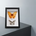 thumbnail image 3 of CHICHUMID 2Pcs Wooden Shadow Box with Glass Display Box for Insect Specimen Display Home Decoration 11.8X7.9X3.9in, 3 of 8