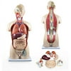 Walter Products 27 Part Dual-Sex Human Torso with Open Back