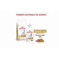 thumbnail image 3 of ROYAL CANIN URINARY SO MODERATE CALORIE 8 KG ORIGINAL SELLADO, 3 of 3