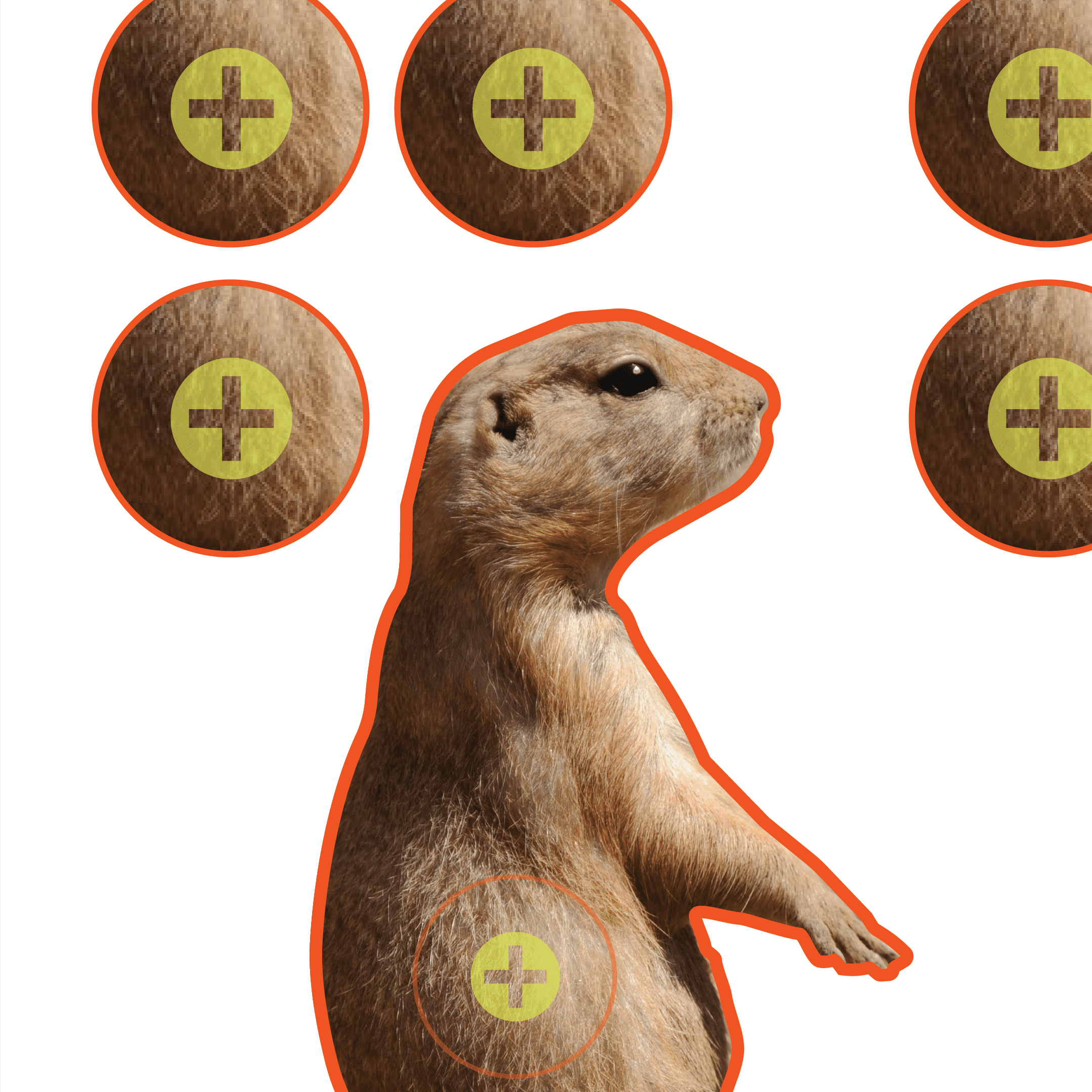 Ez Aim Prairie Dog Shooting Targets, 8 In Square, 13-Pack