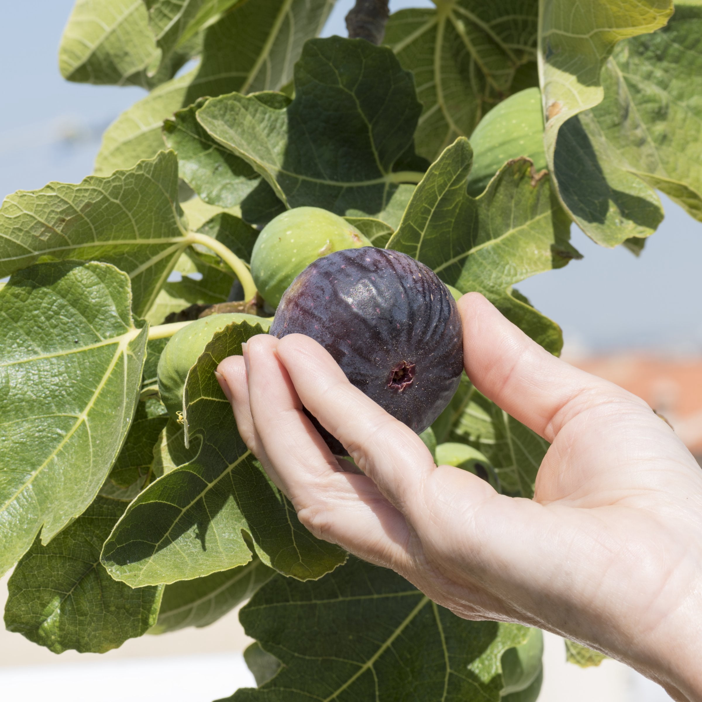 1 gal. Fig Black Mission Live Perennial with Full Sunlight