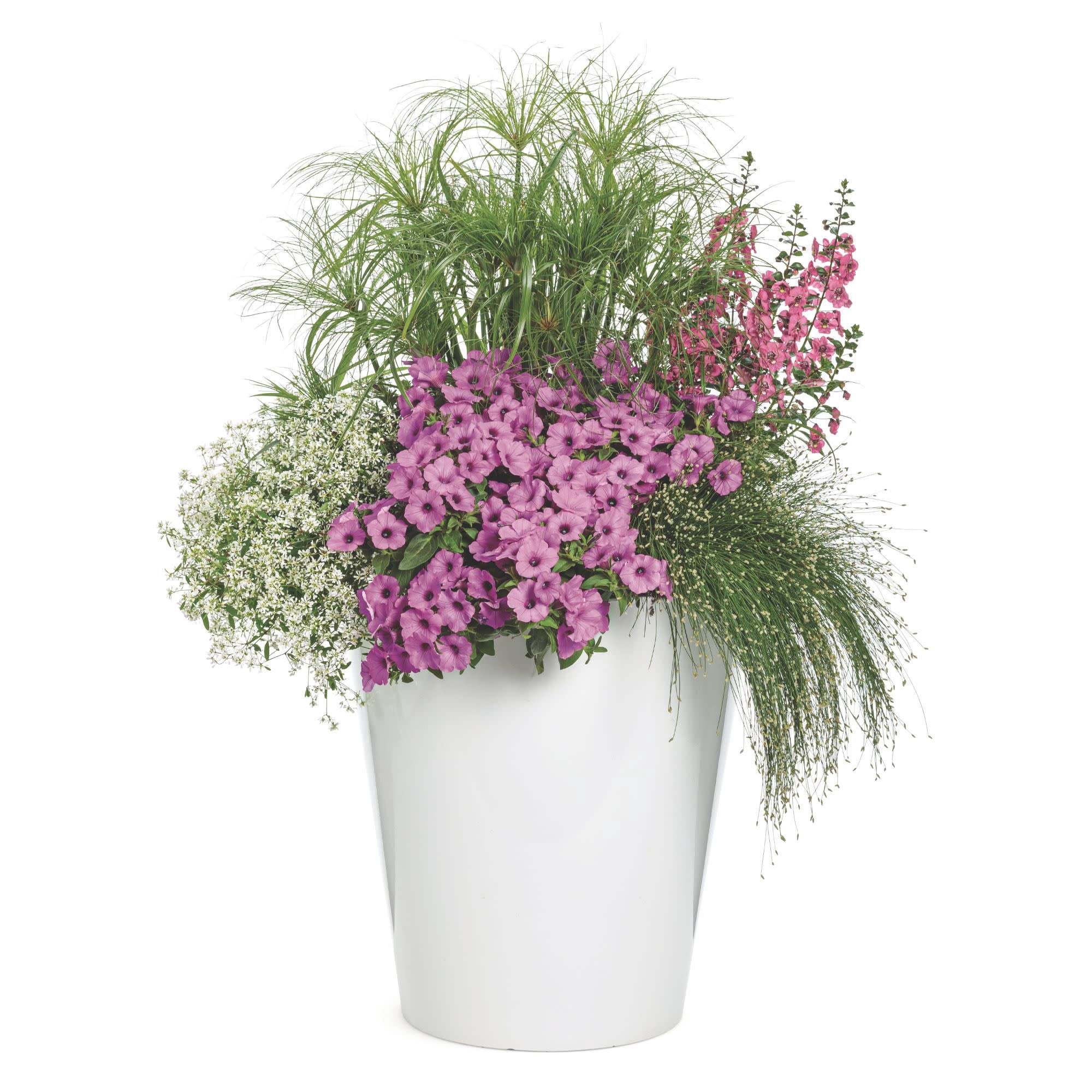 Proven Winners 4" Purple Supertunia Vista Jazzberry Petunia Live Plant in 4.25" Pot (4 Count)