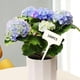 thumbnail image 4 of 50/Set Etiquetas para plantas Marcadores de madera para macetas Etiquetas con nombre Adornos Tipo T, 4 of 9
