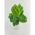 thumbnail image 2 of Maranta Leuconeura Kerchoveana - Live Air-Purifying Indoor Plant in Nursery Pot – Easy Care, Low Maintenance Houseplant for Home & Office Decor, Natural Air Cleaner, Best for Beginners (8"Pot), 2 of 8