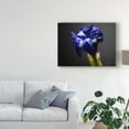 thumbnail image 3 of Trademark Fine Art 'Studio Flowers I' Canvas Art by James McLoughlin, 3 of 4