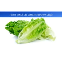 Vegetable SEEDS - - Parris Island Cos Lettuce  250 Seed Pack -Heirloom Romaine Type - Uniform heads- Excellent for salads = Serendipity Seeds