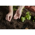 thumbnail image 3 of Ground Essentials Garden Compost, Organic Soil, 1 cu. ft., Brown, 3 of 8