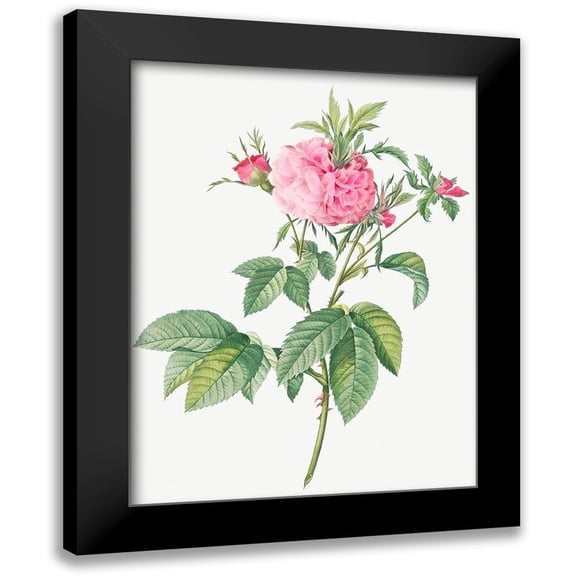 Redoute, Pierre Joseph 12x14 Black Modern Framed Museum Art Print Titled - Agatha rose, Rosa gallica Agatha