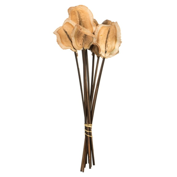 Vickerman 15" Natural Frogs Mouth on Stems, 9 stems, Dried